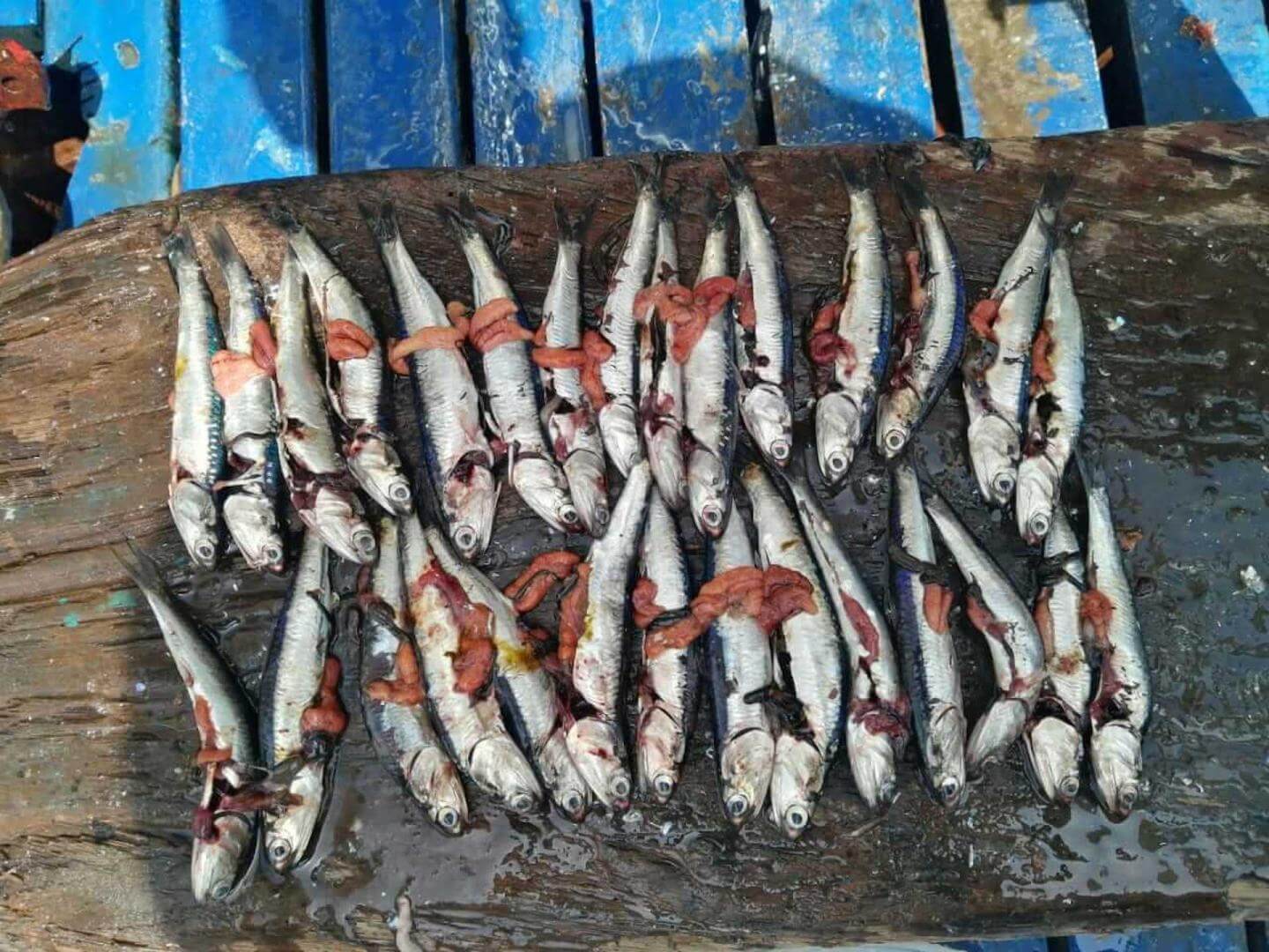 DESOVE. Anchoveta con hueveras expuestas, tras haber sido capturadas por embarcaciones industriales.