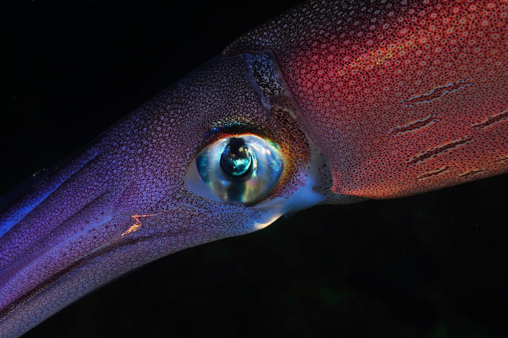 SIN CONTROL. El estudio advierte que los buques operan como una pesquería globalizada que va tras el calamar.