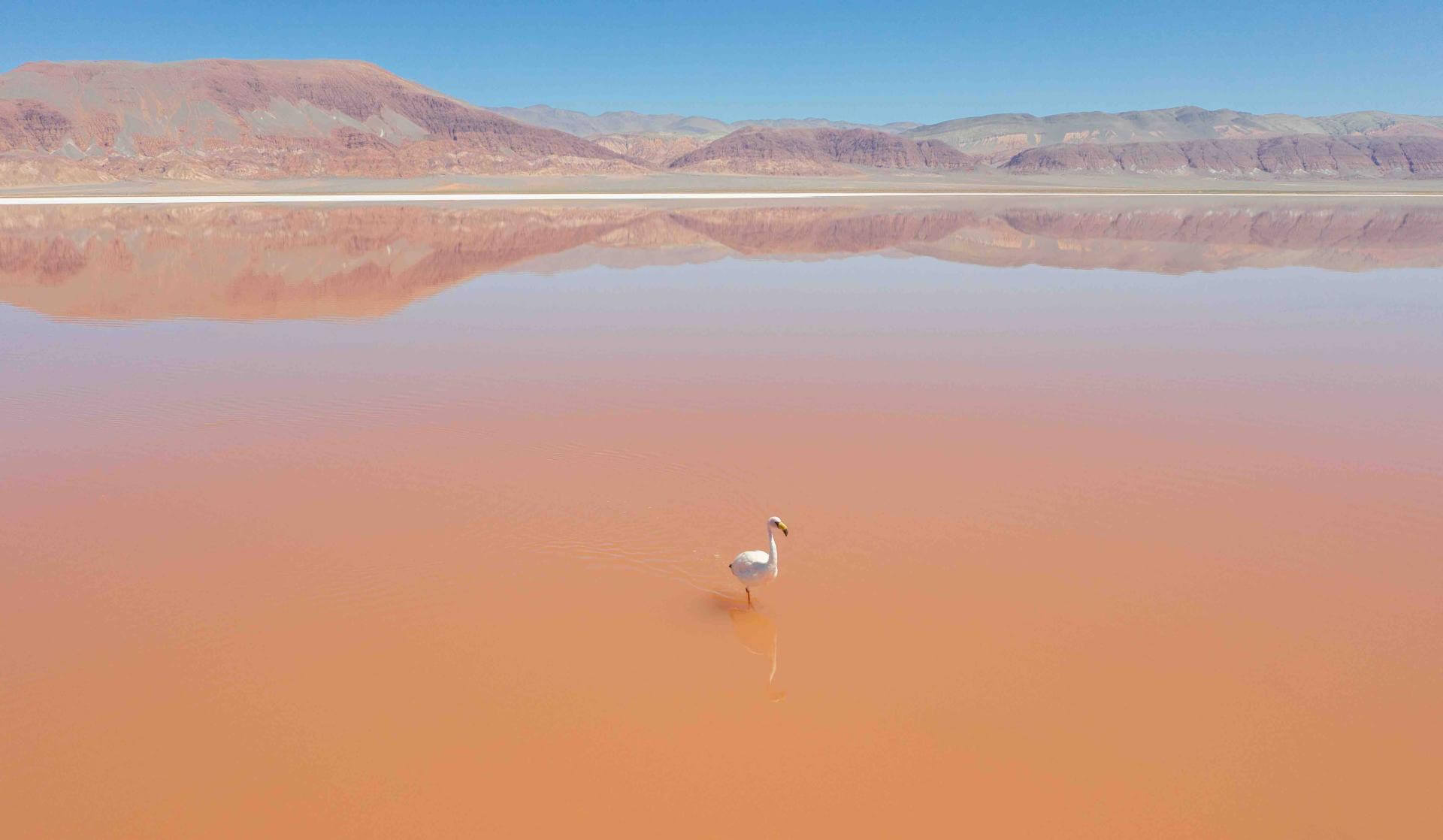 PELIGRO. La población de flamencos en el desierto de Atacama disminuyó en los últimos años.