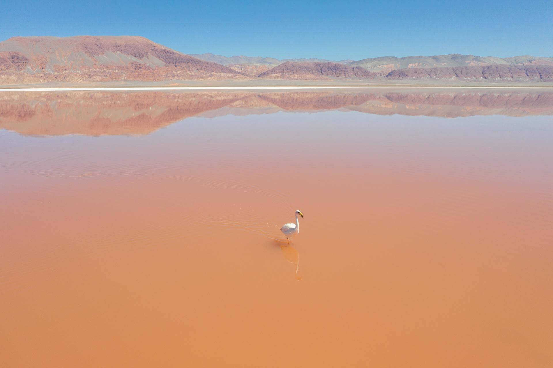 DANGER. The flamingo population in the Atacama desert has decreased in recent years.