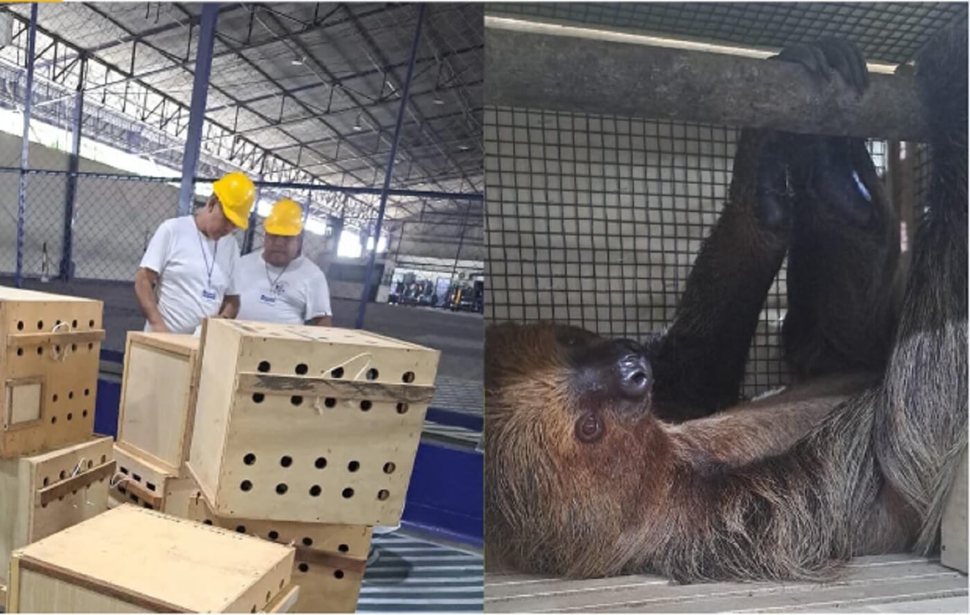 REACCIÓN. La empresaria Lita Ferreyra señala no tener ningún vínculo con el tráfico de fauna. A la fecha, no ha brindado ninguna entrevista a OjoPúblico. 