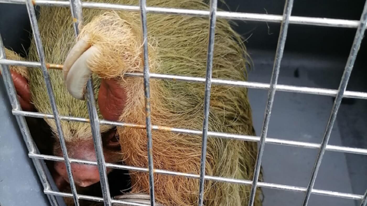 RESCATADOS. Los osos perezosos y osos hormigueros intervenidos el pasado 22 de setiembre permanecen en centros de rescate de Loreto. A la fecha hay 12 fallecidos. 