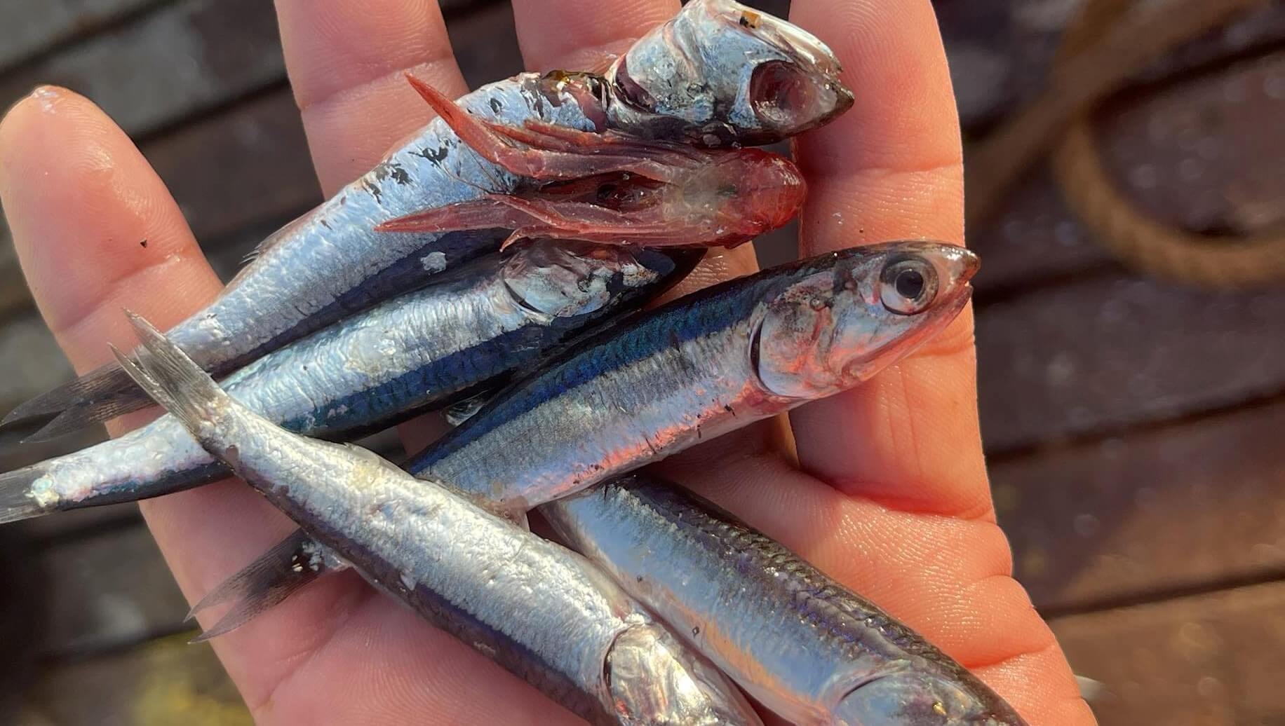 JUVENILES. La primera pesca exploratoria, en junio, se suspendió antes de lo previsto por bajo tamaño de los ejemplares. En la segunda, esto no ocurrió pese a los reclamos. 