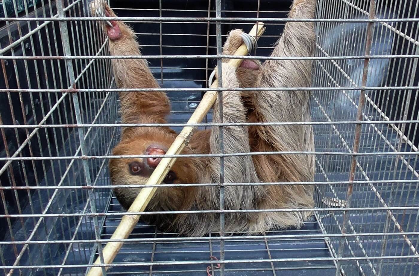 TRANSPORTE. El conductor Marcelo Del Castillo Ferreyra niega que movilizó a los osos peruanos intervenidos el pasado 22 de setiembre. Sin embargo, su nombre aparece en documentos oficiales.