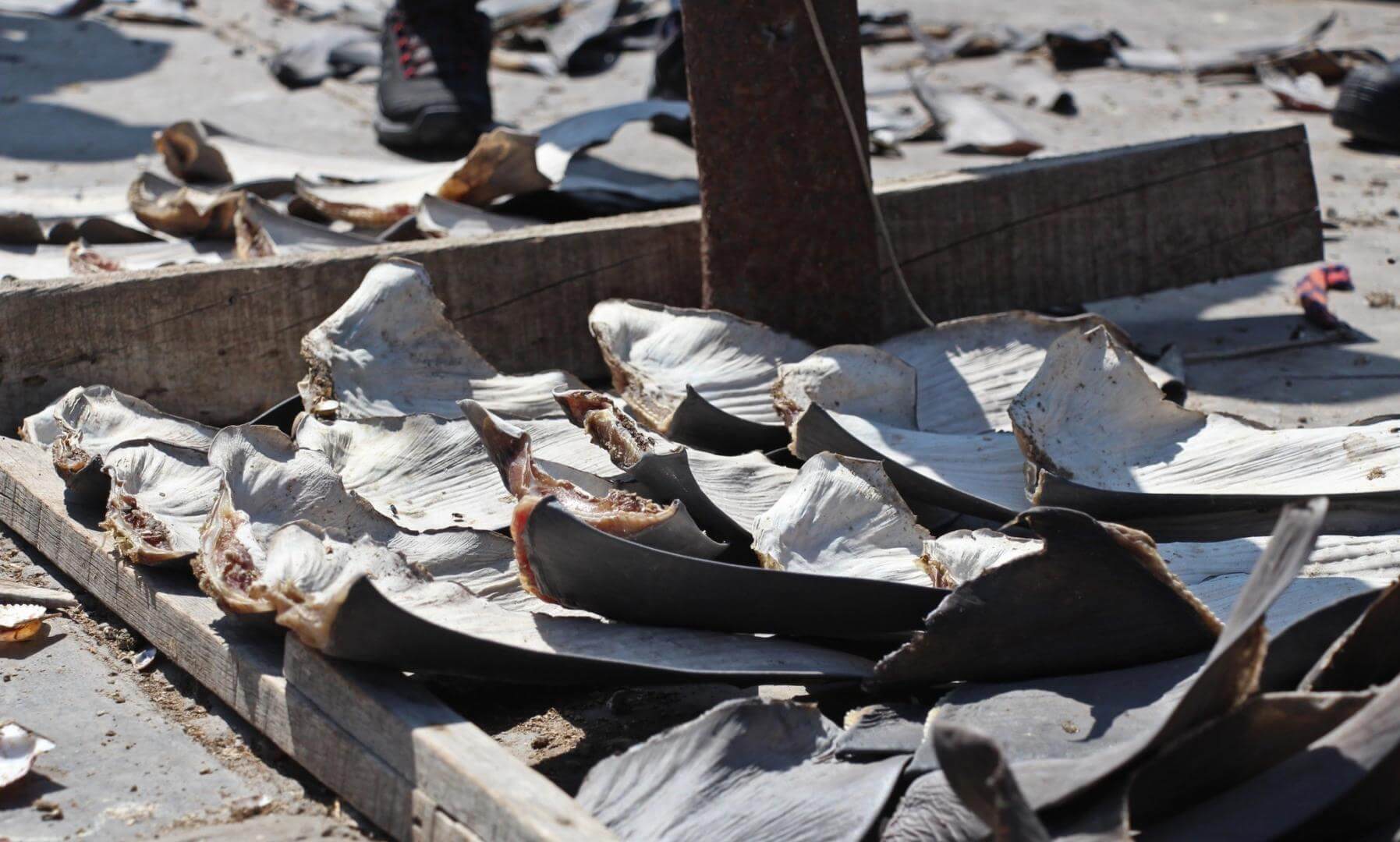 ALERTAS. Análisis encontró discrepancias en cifras de exportaciones en Ecuador.