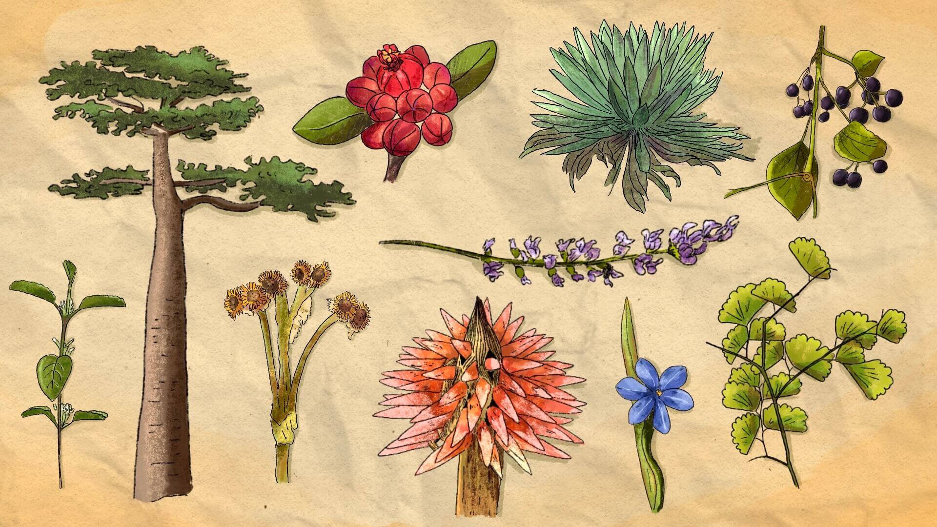 PIONERA. Si bien se creía que las zonas más diversas cuentan con más variedades de plantas usadas, un reciente estudio ha aportado evidencia científica para comprobarlo.