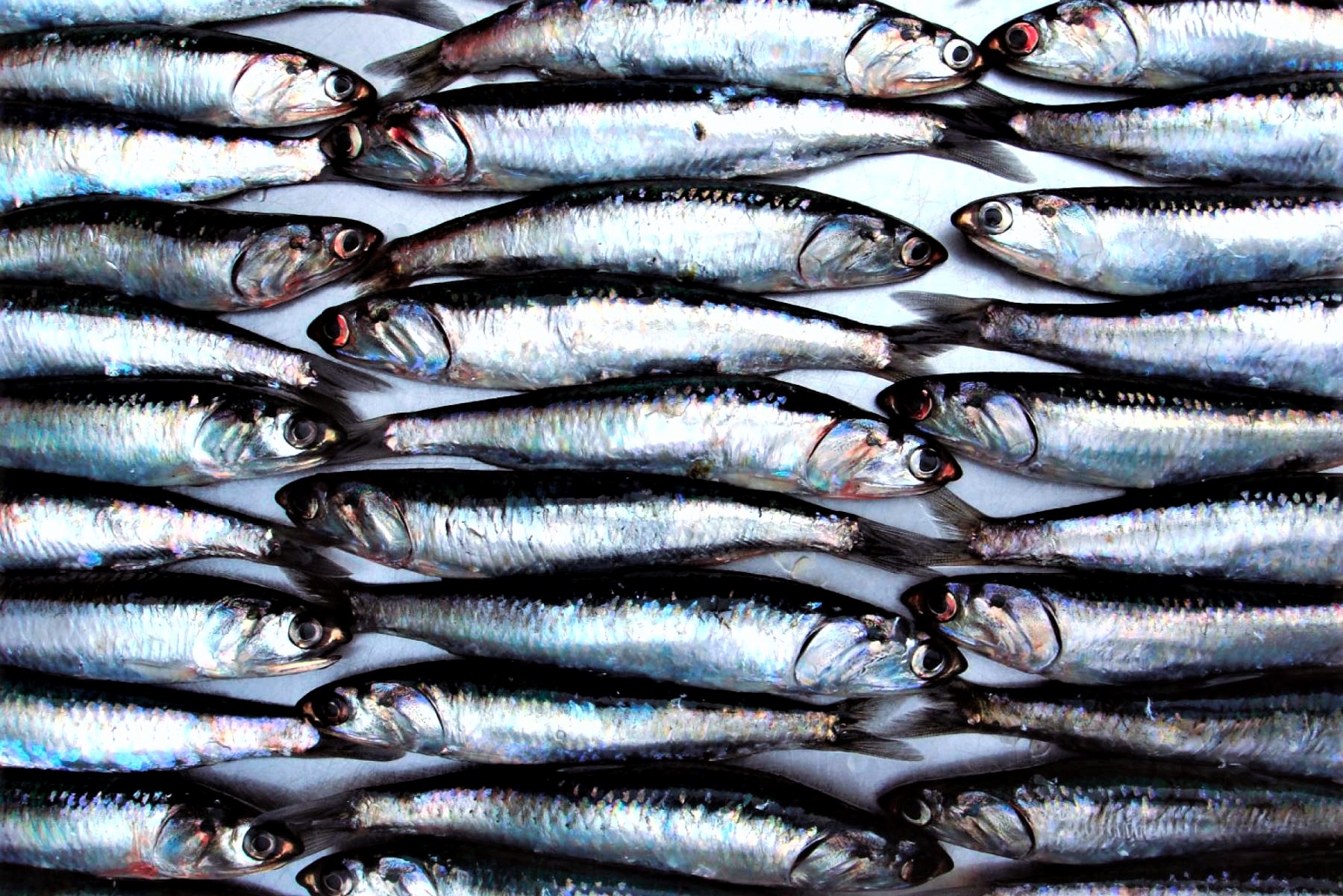 RELEGADO. El consumo humano directo de anchoveta no es priorizado por el Estado peruano.