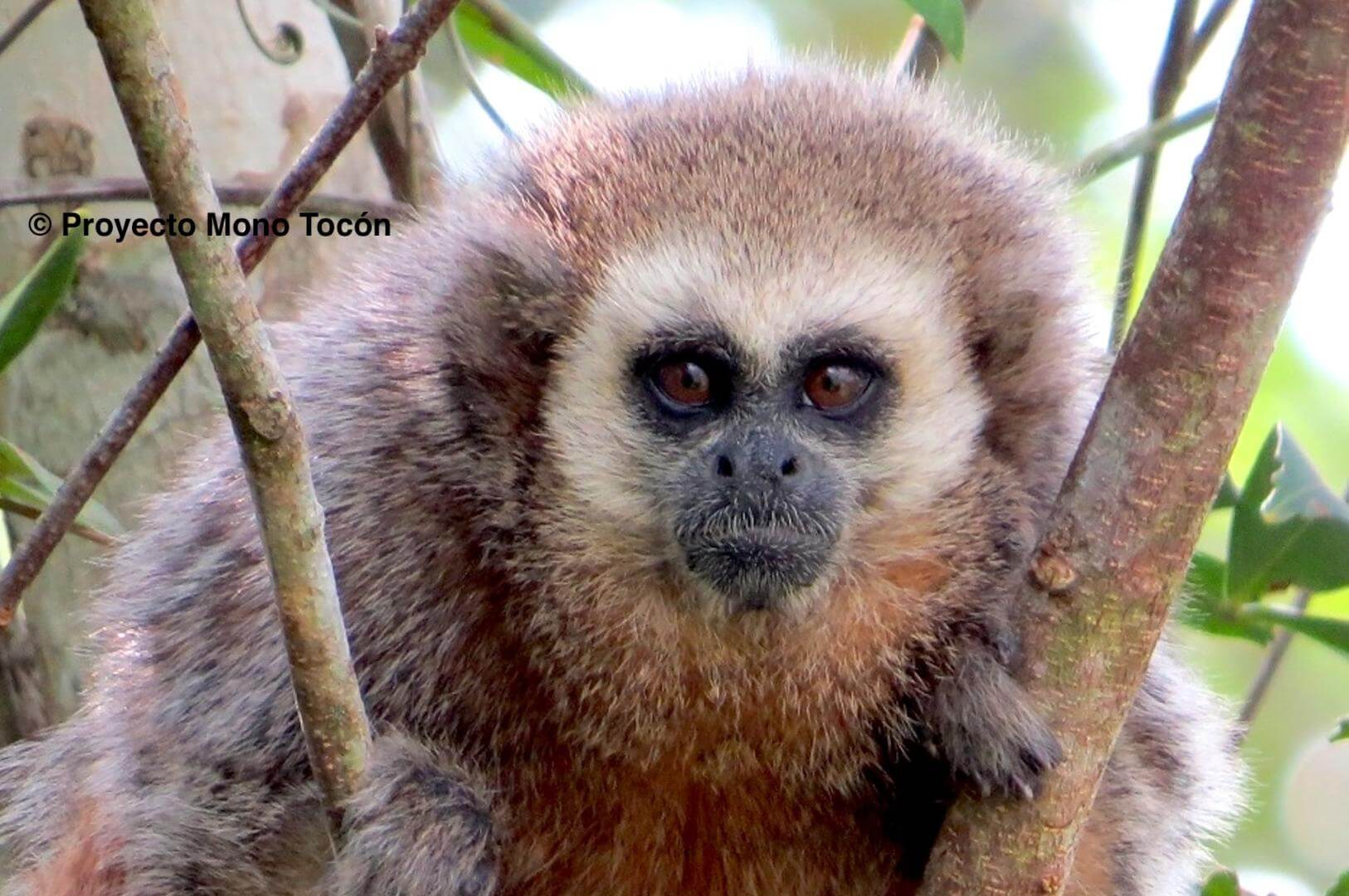 AMENAZADOS. "No podemos seguir mirando cómo perdemos nuestro patrimonio natural", dice César Ipenza. El mono tocón de San Martín es una de las especies más amenazadas en la Amazonía.