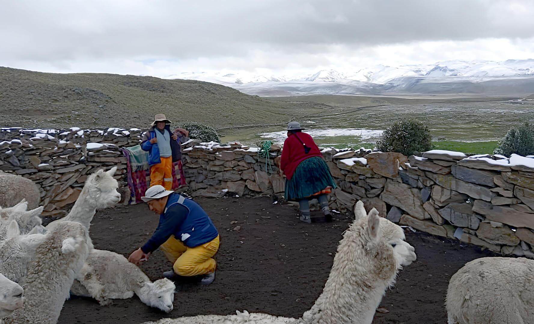 PREOCUPACIÓN. Familias alpaqueras de Pusa Pusa temen que el Midagri desconozca los compromisos asumidos por la ejecución de Majes Siguas II.