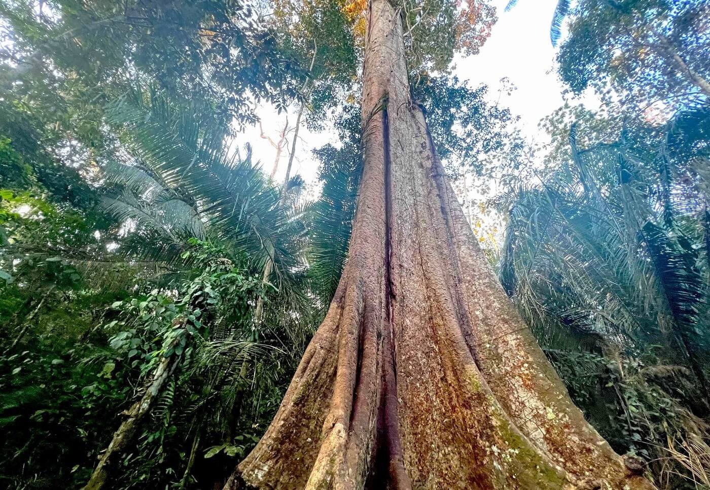 RIESGO. De aprobarse una iniciativa presentada por el Ejecutivo la supervisión del shihuahuaco tendrá limitaciones para el cuidado total de la especie.