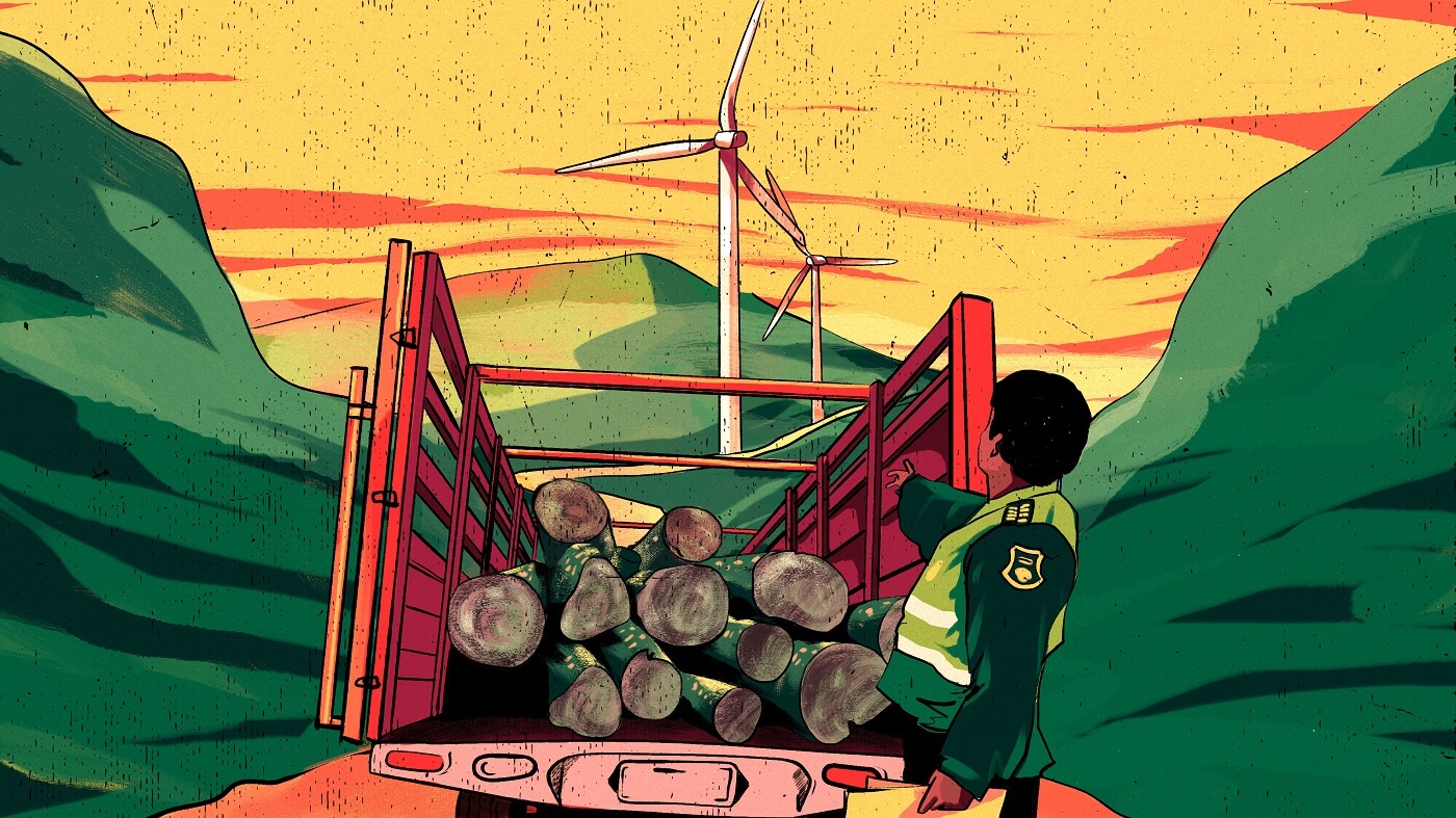 RIESGOS. El incremento en los valores de venta de madera balsa peruana hacia Ecuador ha tenido de fondo casos de crimen organizado por tráfico forestal de esta especie.