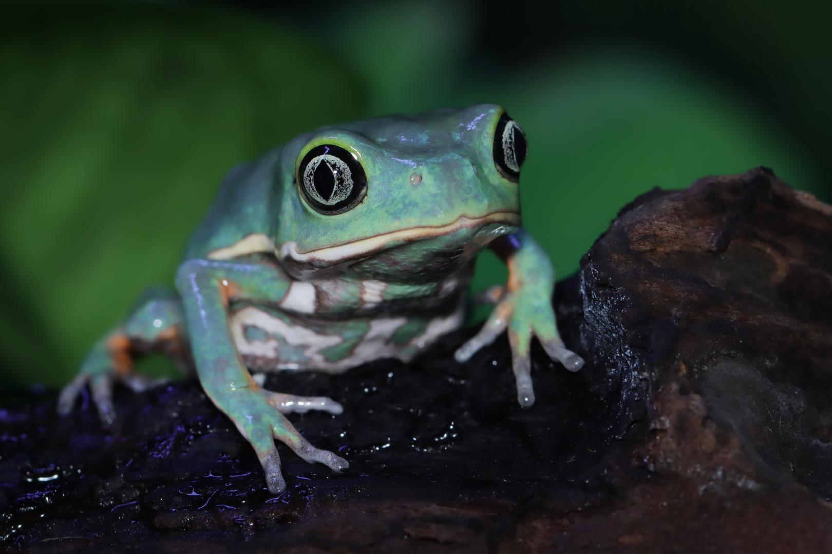 BIODIVERSIDAD. La secreción de la conocida rana kambó ha sido utilizada durante generaciones por comunidades indígenas de la Amazonía como analgésico y antibiótico. 