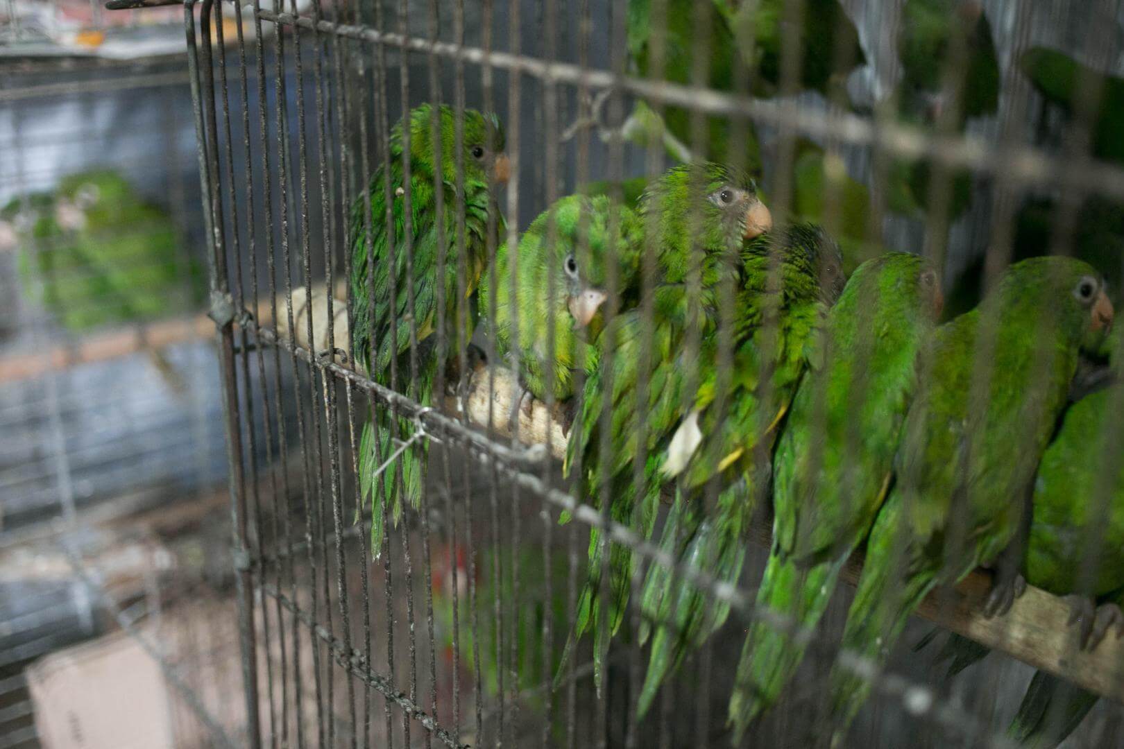 PROTECCIÓN. Perú asistirá a la Conferencia de las Partes de Biodiversidad, un evento internacional clave para enfrentar el tráfico de especies forestales y de fauna.