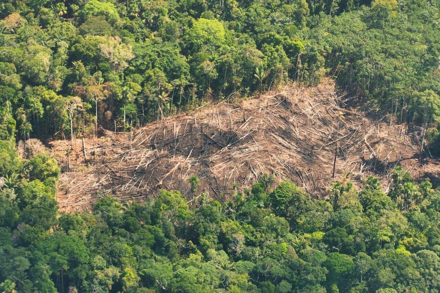 AVANCE. En distritos donde se encuentran reservas indígenas transitadas por pueblos en aislamiento aumentó la pérdida de bosques y cultivos de hoja de coca.