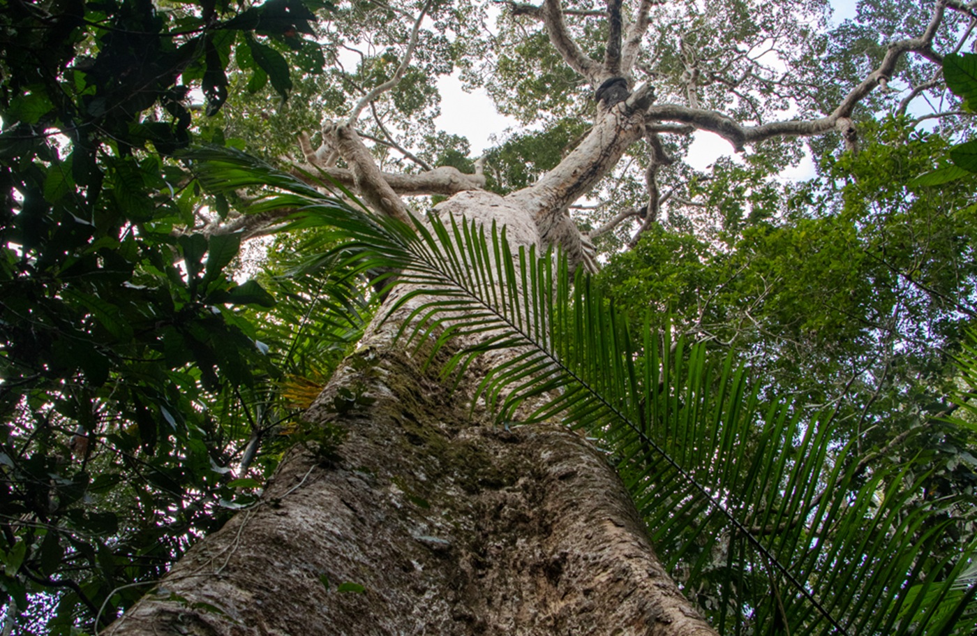 ALERTAS. Hay sospechas sobre rigurosidad en la verificación de stocks de madera de shihuahuaco que sale de Perú. La especie es considerada vulnerable. 