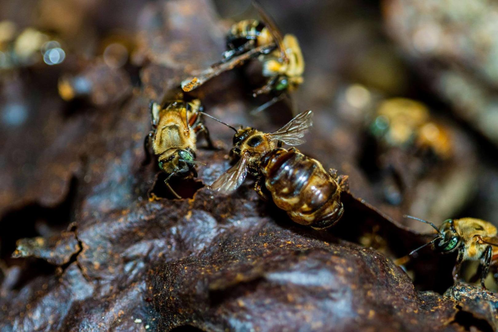 ADAPTACIÓN. La melipona o abeja sin aguijón es capaz de adaptarse a la crisis climática y a la deforestación.  En Perú se han identificado 175 tipos de este insecto.