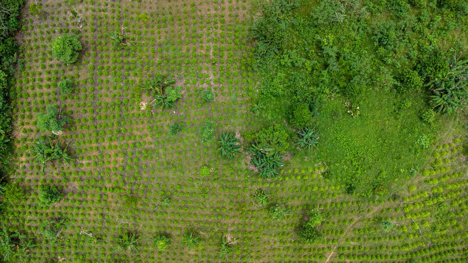 ALERTS. OjoPúblico's Cross-Border Investigative Network identified the presence of criminal groups and their participation in illicit economies in Amazonian localities.