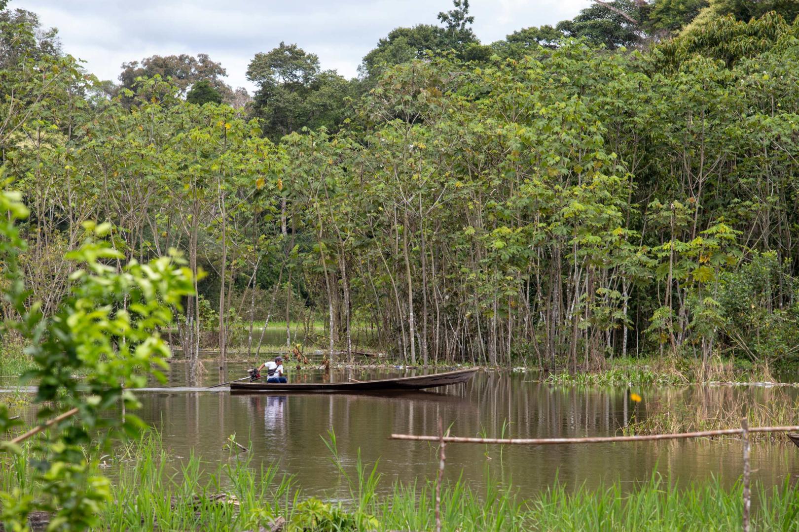 ESTUDIO. Solo la quinta parte de los árboles jóvenes se adapta a temperaturas más cálidas.