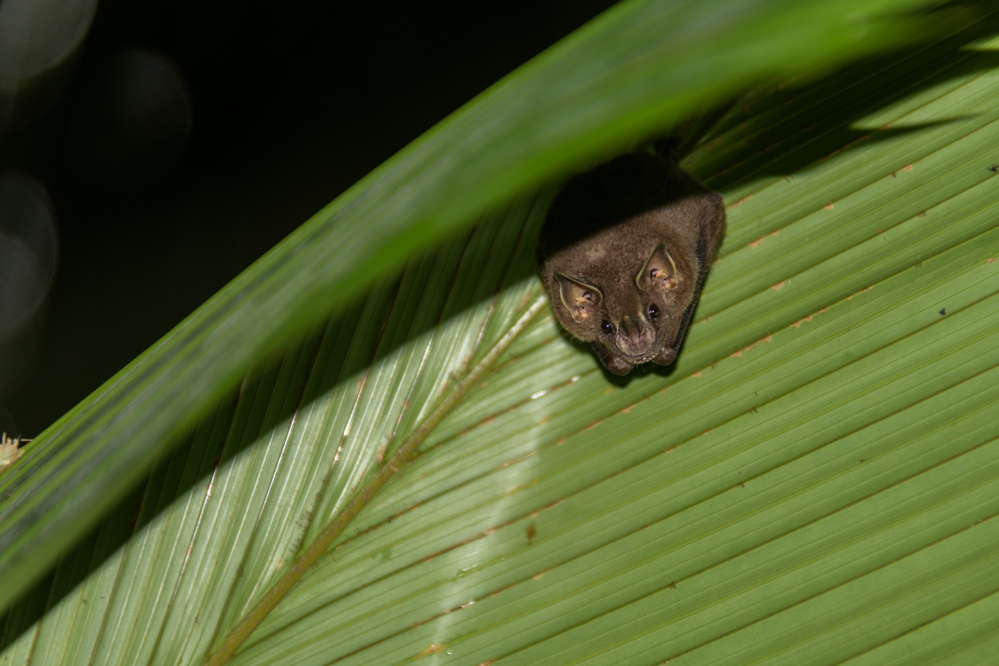 CARACTERÍSTICA. Investigadores han detectado ocho tipos de construcciones desarrolladas por murciélagos para protegerse de sus depredadores.