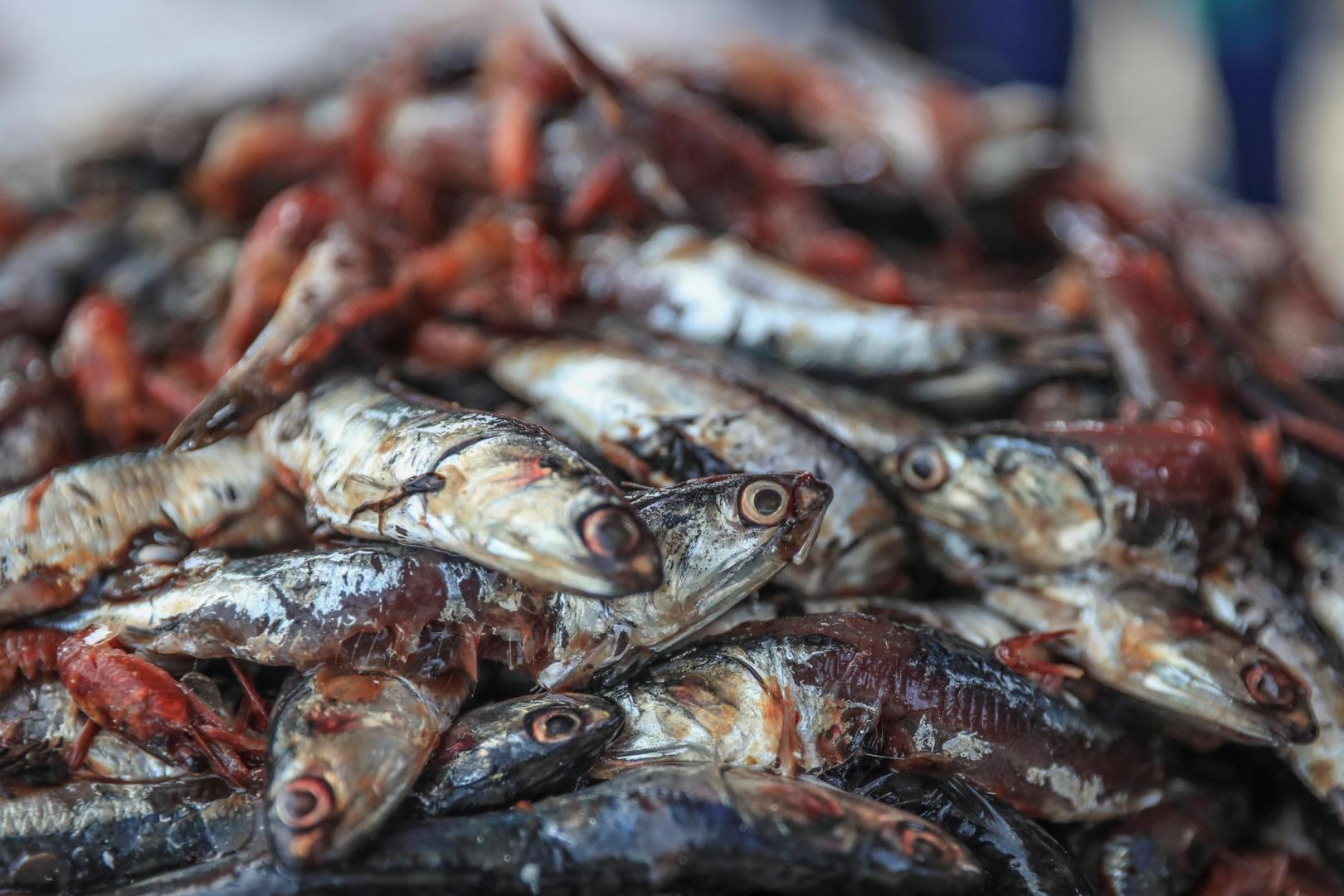IRREGULAR. Los casos están vinculados a un presunto favorecimiento para empresas que pescaron más anchoveta juvenil que la declarada.