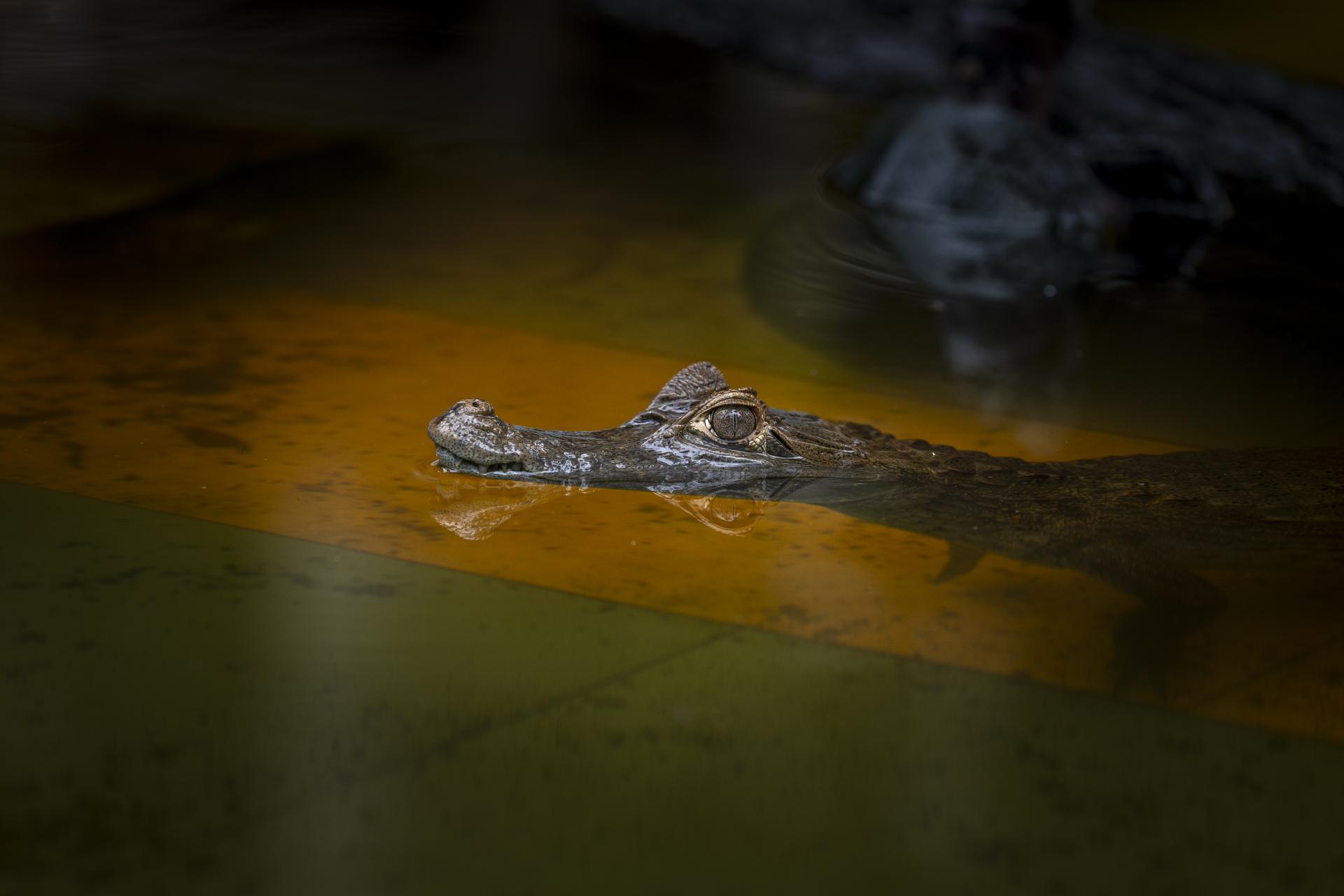 RIESGO. Proyecto de ley pretende que actividades extractivas puedan ejecutarse en áreas intangibles, que conservan diversidad de especies de flora y fauna.