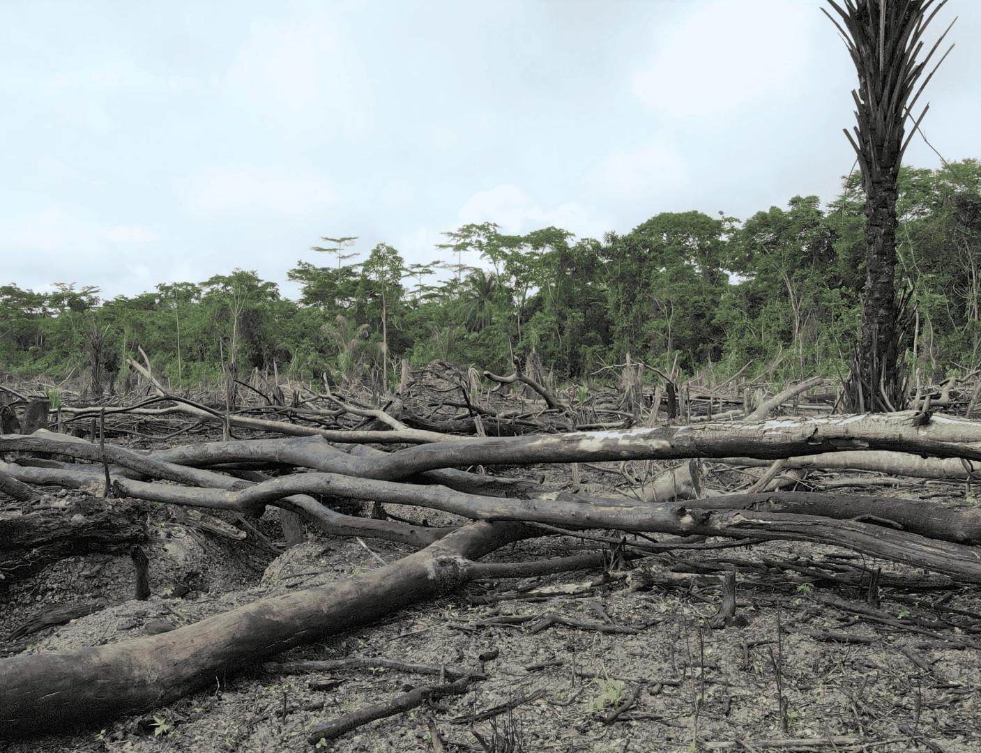 SALUD. La deforestación en la Amazonía está vinculada a 21 enfermedades. Venezuela, Surinam y Perú son los países más afectados por ellas.