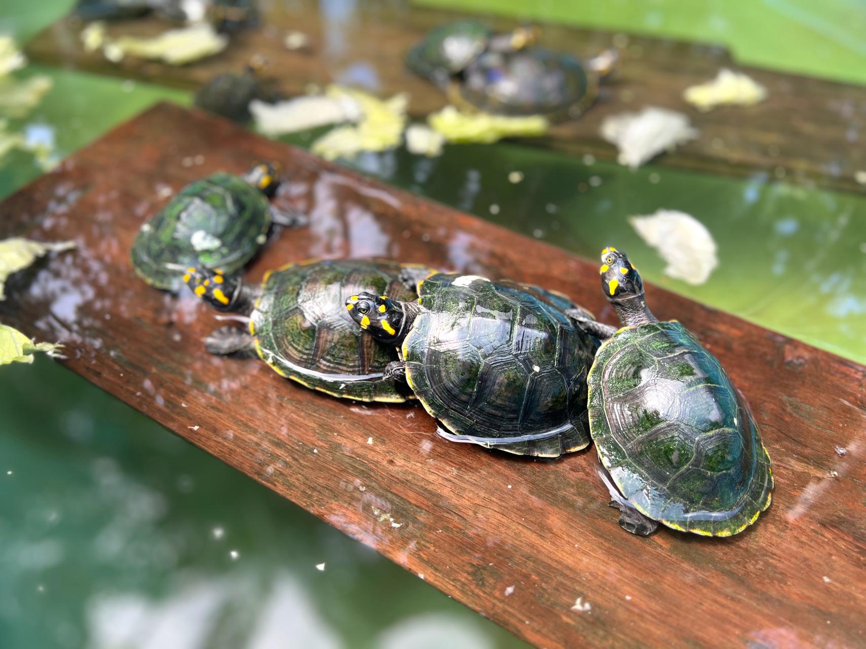 TARICAYAS.  Estas tortugas, que permanecen gran parte de sus vidas en el agua, son una de las principales fuentes de sustento para muchas comunidades que viven en la Amazonía peruana.