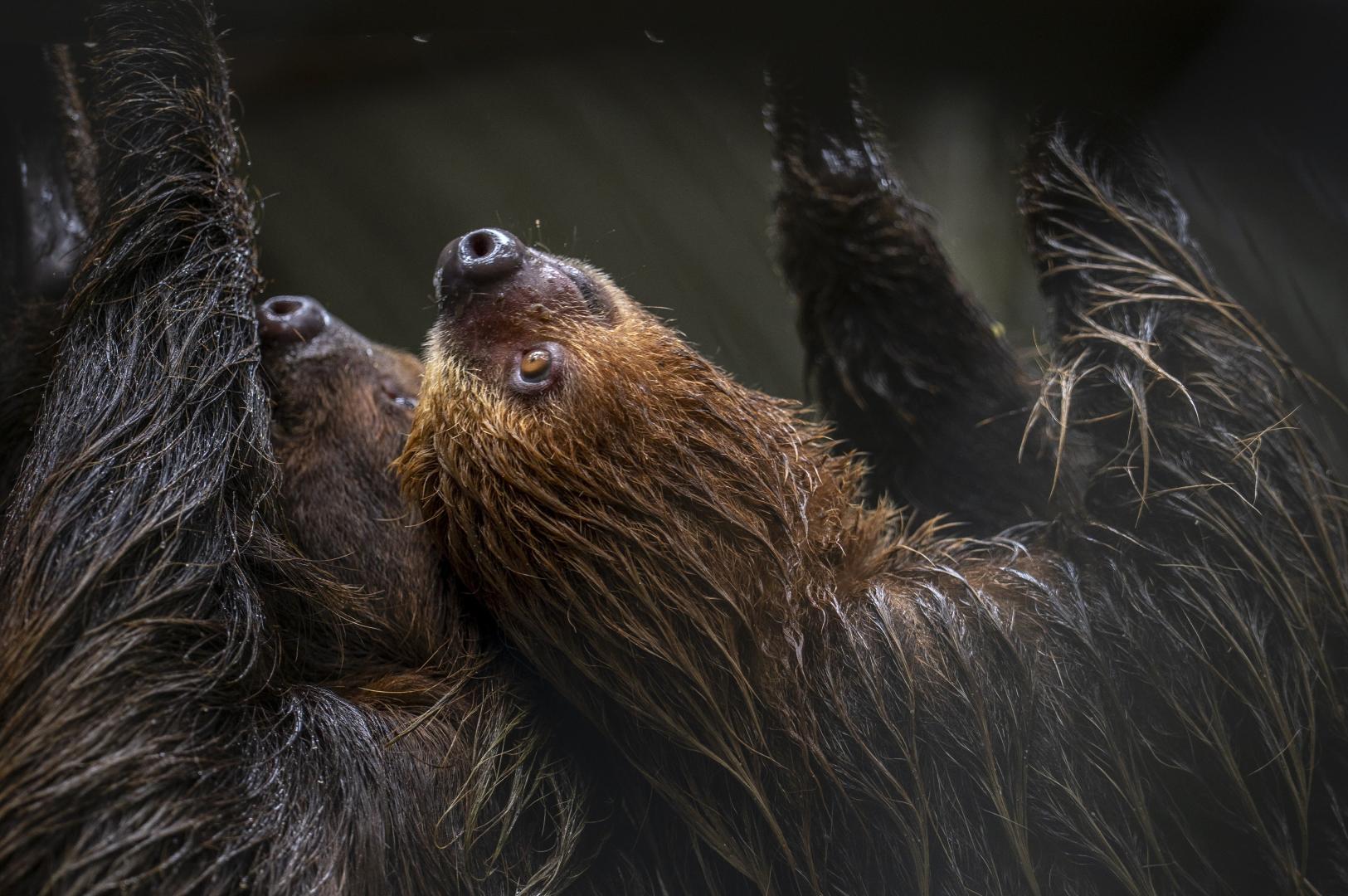 VÍCTIMAS. Por sus movimientos lentos, los perezosos son un blanco fácil de tráficantes ilegales que abastecen su demanda como mascota, en zoológicos y en el turismo.