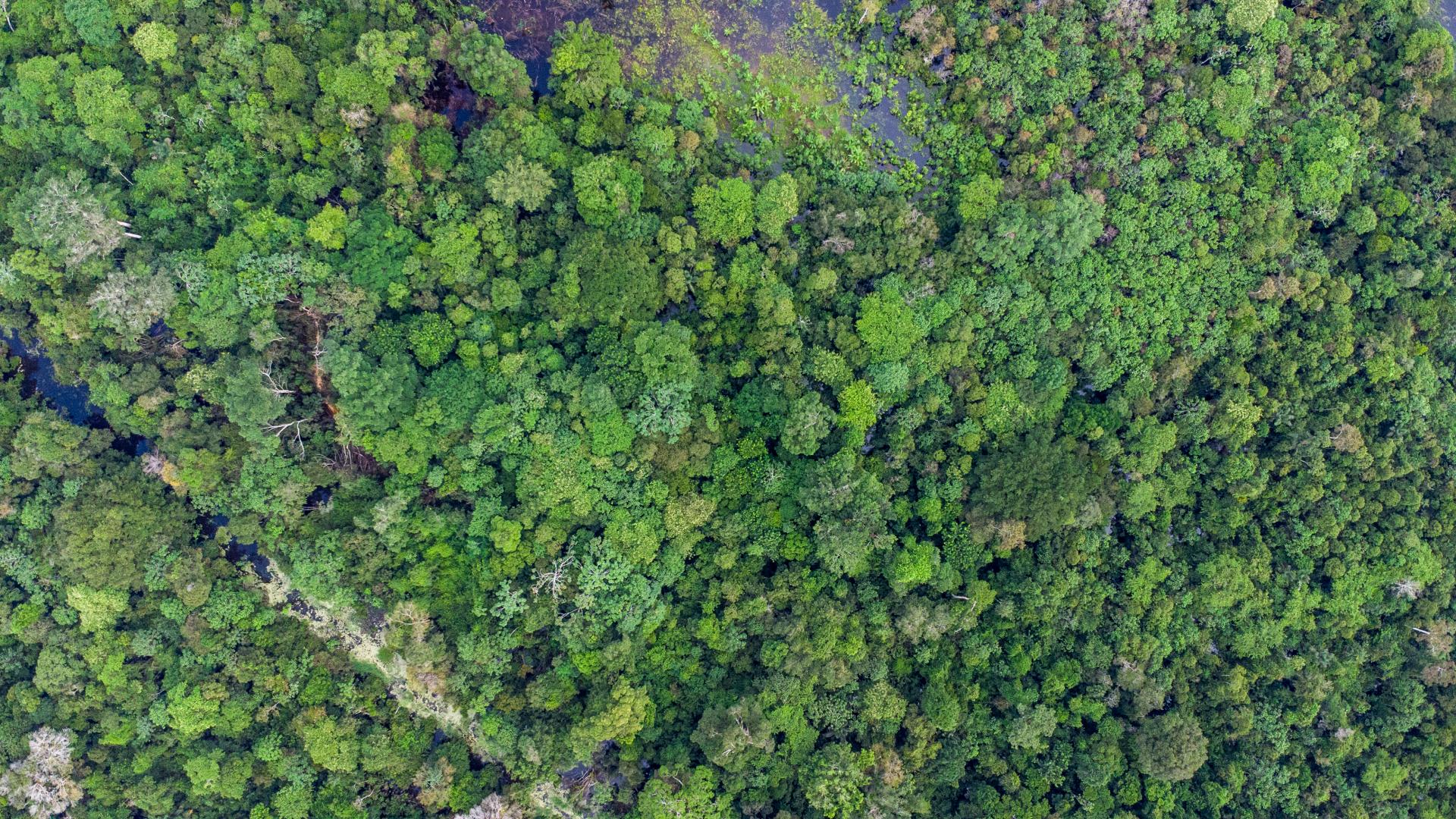MINERÍA. Más de la mitad de las concesiones metálicas en San Martín y Amazonas se superpone con áreas naturales y zonas restringidas.