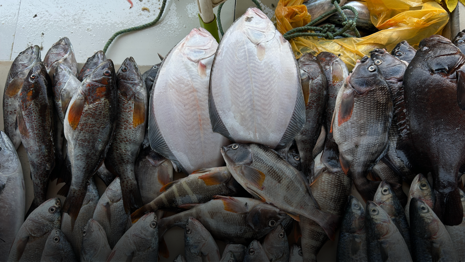 DECLIVE. La captura de choros se desplomó en los últimos 10 años, el lenguado enfrenta una reducción de su talla. 