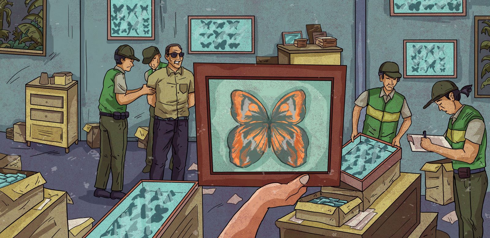 TRÁFICO. El comercio de mariposas mueve anualmente millones de dólares. En 2023, registró más de 50.000 ventas que involucraron a estos insectos. 