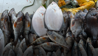 DECLIVE. La captura de choros se desplomó en los últimos 10 años, el lenguado enfrenta una reducción de su talla. 