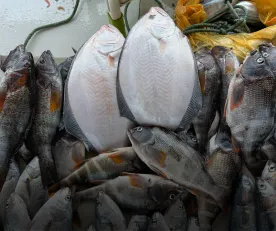 DECLIVE. La captura de choros se desplomó en los últimos 10 años, el lenguado enfrenta una reducción de su talla. 