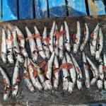 DESOVE. Anchoveta con hueveras expuestas, tras haber sido capturadas por embarcaciones industriales.
