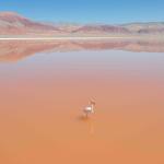 PELIGRO. La población de flamencos en el desierto de Atacama disminuyó en los últimos años.