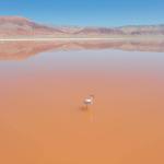 DANGER. The flamingo population in the Atacama desert has decreased in recent years.