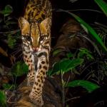 BIODIVERSIDAD. El Parque Nacional del Manu acaba de cumplir 50 años de creado. Alberga una diversidad biológica difícil de igualar. 