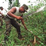 AMAZONÍA. Según el informe de Devida, el mayor incremento de cultivos de hoja de coca se registró en las fronteras con Colombia y Brasil.