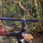 Pueblos en Aislamiento Voluntraio