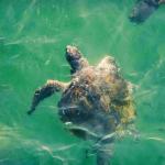 RIQUEZA. La futura Reserva Nacional Mar Tropical de Grau es parte de un ecosistema que concentra el 60% de los recursos hidrobiológicos del Perú.