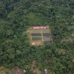 AVANCE. En 2022, según el último reporte oficial, la pérdida de bosques de la Amazonía peruana aumentó en 11%, respecto al 2021. 