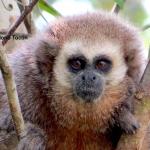 AMENAZADOS. "No podemos seguir mirando cómo perdemos nuestro patrimonio natural", dice César Ipenza. El mono tocón de San Martín es una de las especies más amenazadas en la Amazonía.