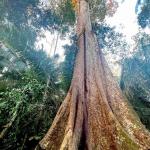 RIESGO. De aprobarse una iniciativa presentada por el Ejecutivo la supervisión del shihuahuaco tendrá limitaciones para el cuidado total de la especie.