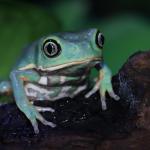 BIODIVERSIDAD. La secreción de la conocida rana kambó ha sido utilizada durante generaciones por comunidades indígenas de la Amazonía como analgésico y antibiótico. 