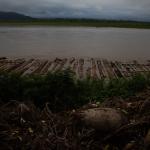 DIFERENCIAS. El Organismo de Supervisión de Recursos Forestales tiene un índice de ilegalidad inferior a los resultados de dos algoritmos presentados en los últimos meses.