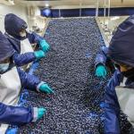 IMPACTO. De aprobarse la nueva Ley Agraria, se dejarían de recaudar alrededor de S/1.888 millones al año. Para el MEF, es una propuesta "sobreinclusiva", que no beneficia a pequeños productores.