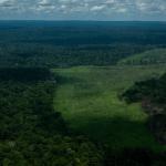 REQUISITO. Desde fines de diciembre, para ingresar a la Unión Europea, exportadoras de café o cacao deben garantizar que su producción no tiene vínculos con la deforestación. 