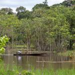 ESTUDIO. Solo la quinta parte de los árboles jóvenes se adapta a temperaturas más cálidas.