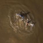 ALERTA. Un estudio reveló que casi el 80% de 273 personas del Nanay tienen un riesgo medio y alto de exposición al mercurio por el consumo de pescado que concentra este metal.