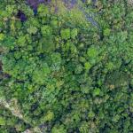 MINERÍA. Más de la mitad de las concesiones metálicas en San Martín y Amazonas se superpone con áreas naturales y zonas restringidas.